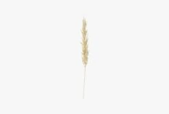 Lazni Pampas Grass Stem, Set Of Three