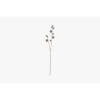 Lazni Pom Pom Spray Stem, Set Of Six