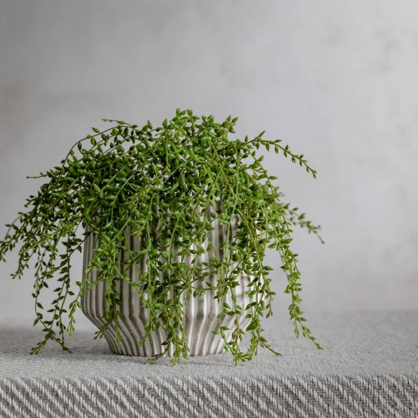 Faux Senecio Vine Stem, Set Of Three 2 Faux Senecio Vine Stem, Set Of Three - Image 2