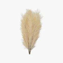 Stipa Feathered Stem In Ivory - Pack Of 3 -Perch & Parrow Home Sales Store pp22132557 pd1