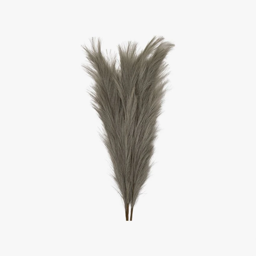 Stipa Feathered Stem In Grey - Pack Of 3 3 Stipa Feathered Stem In Grey - Pack Of 3 - Image 3