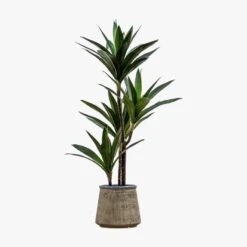Solana Faux Yucca Tree In Sand Pot -Perch & Parrow Home Sales Store pp22592496 p45