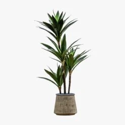 Solana Faux Yucca Tree In Sand Pot -Perch & Parrow Home Sales Store pp22592496 p90