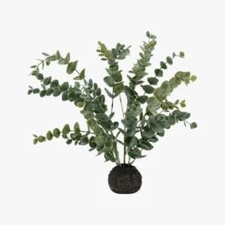 Mallee Eucalyptus In Soil