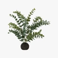 Mallee Eucalyptus In Soil -Perch & Parrow Home Sales Store pp23297278 p180