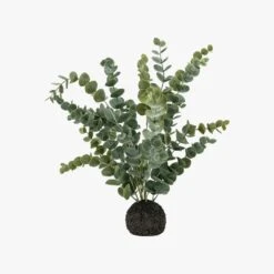 Mallee Eucalyptus In Soil -Perch & Parrow Home Sales Store pp23297278 p45