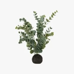 Mallee Eucalyptus In Soil -Perch & Parrow Home Sales Store pp23297278 p90