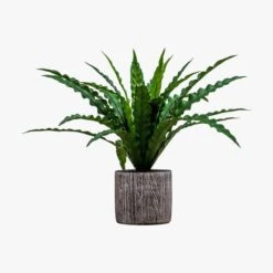 Solana Potted Asplenium Fern